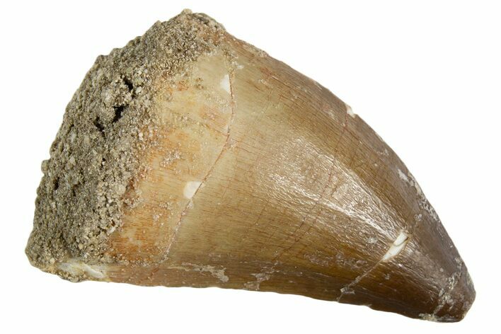 Fossil Mosasaur (Thalassotitan) Tooth - Morocco #345094
